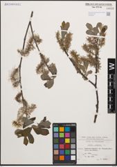 Foto von Salix cinerea L.